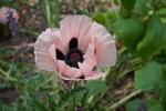 Papaver