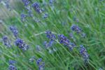 Lavendel