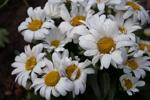 Witte Margriet