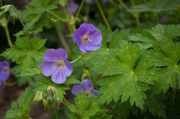 bestand 20200610-202533.JPG