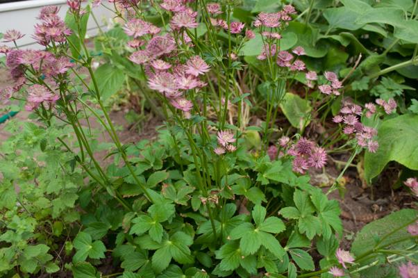 bestand 20200610-202714.JPG