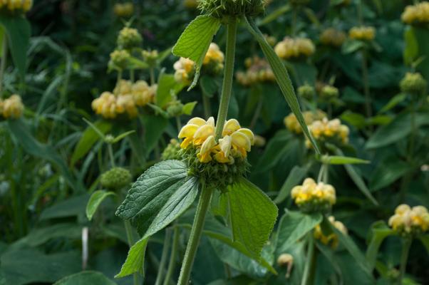 bestand 20200611-150153.JPG