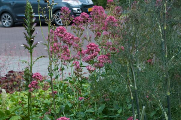 bestand 20200611-150319.JPG