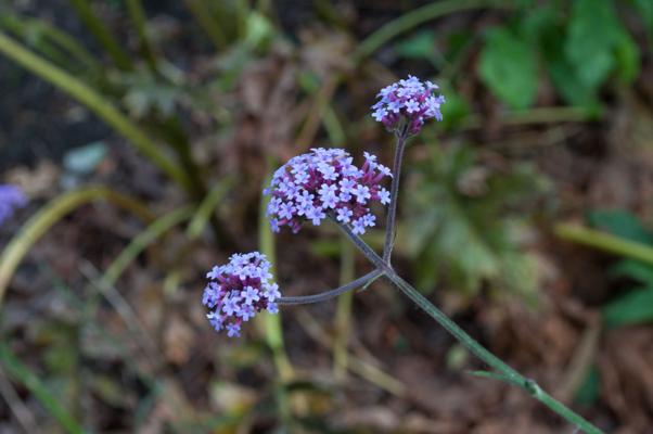 bestand 20200611-150333.JPG