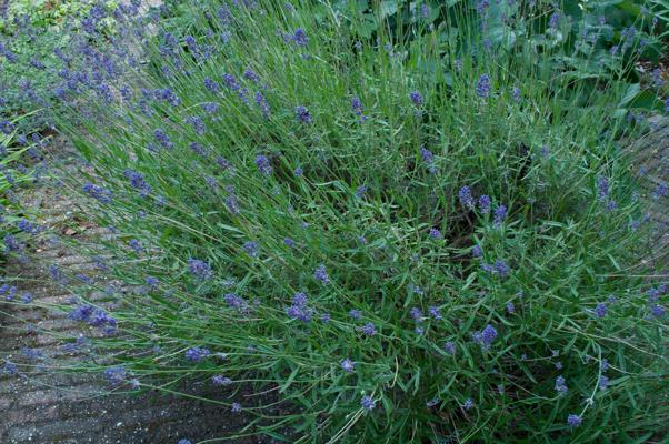 bestand 20200611-150405.JPG