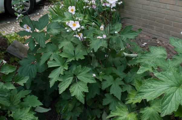 bestand 20200611-150509.JPG