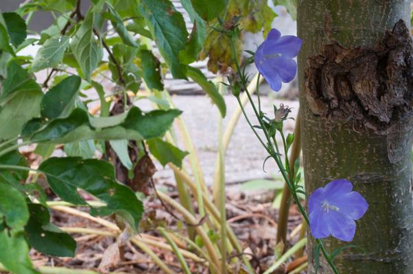 bestand 20200612-161944.JPG