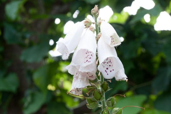 bestand 20200612-162323.JPG