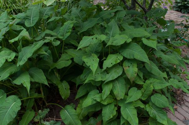 bestand 20200612-162344.JPG