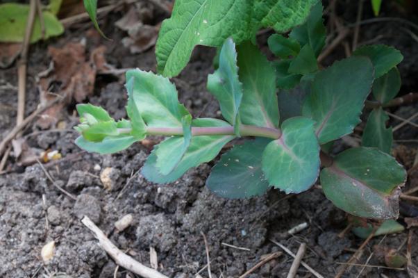 bestand 20200612-162410.JPG