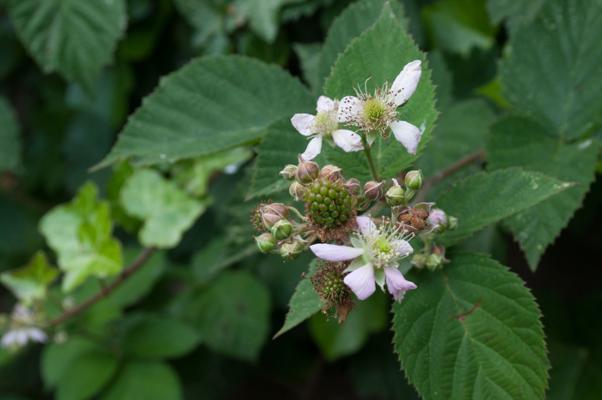 bestand 20200612-162437.JPG