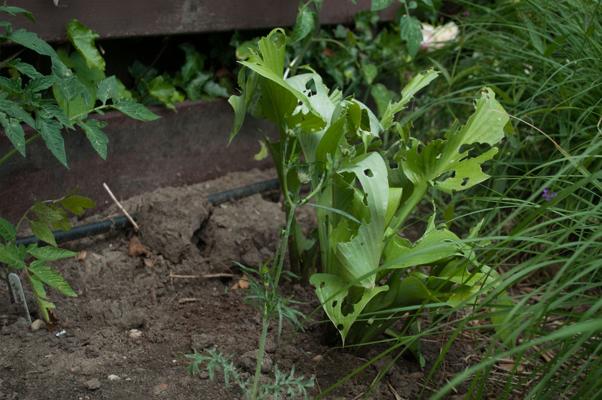 bestand 20200612-162524.JPG