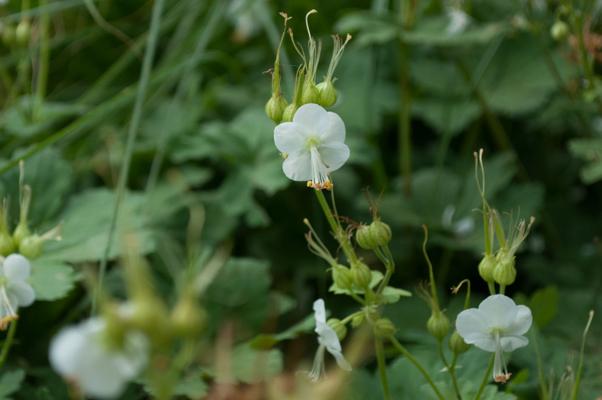 bestand 20200612-162559.JPG