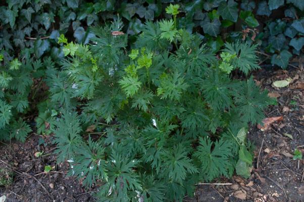 bestand 20200612-162847.JPG