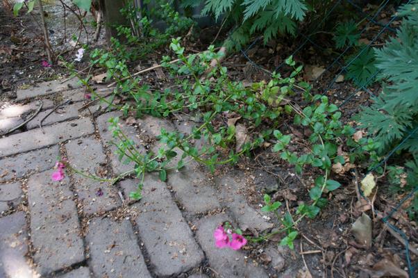 bestand 20200612-162900.JPG