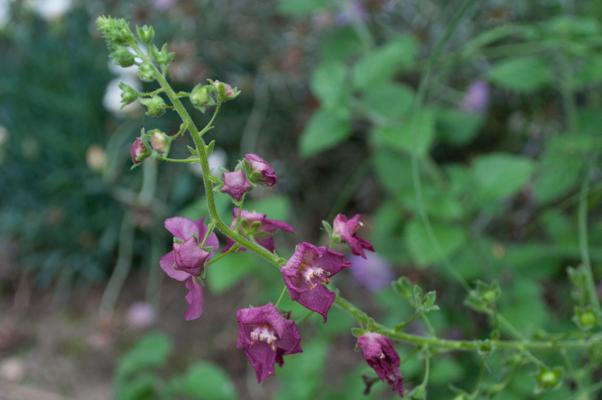 bestand 20200612-174903.JPG