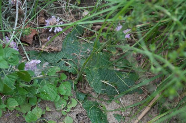 bestand 20200612-174917.JPG