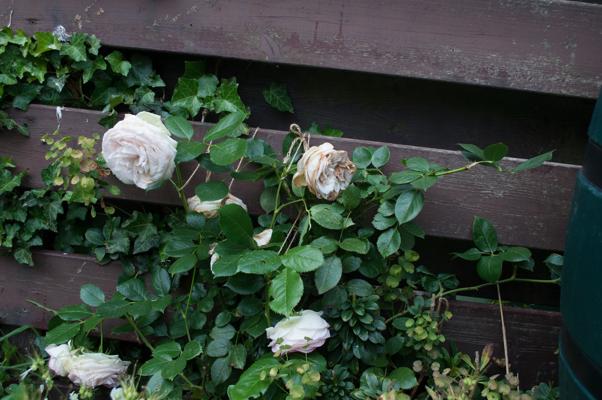 bestand 20200612-174952.JPG