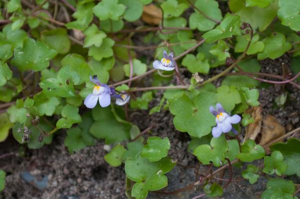 bestand 20200612-175059.JPG