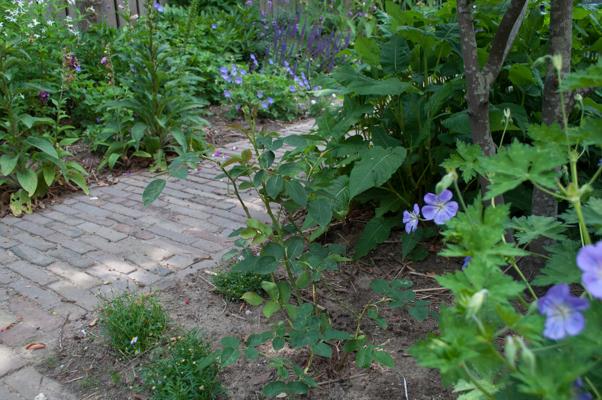 bestand 20200612-175206.JPG