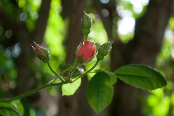 bestand 20200612-175233.JPG