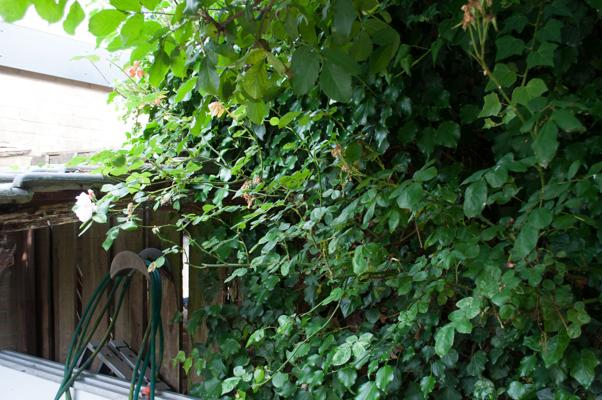 bestand 20200612-175238.JPG