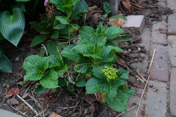 bestand 20200612-175314.JPG