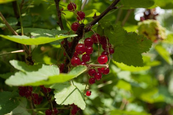 bestand 20200620-133234.JPG