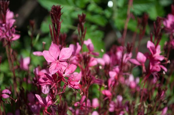 bestand 20200624-103009.JPG