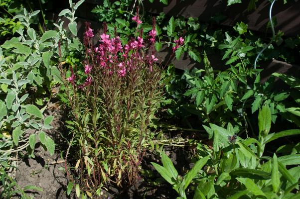 bestand 20200624-103016.JPG