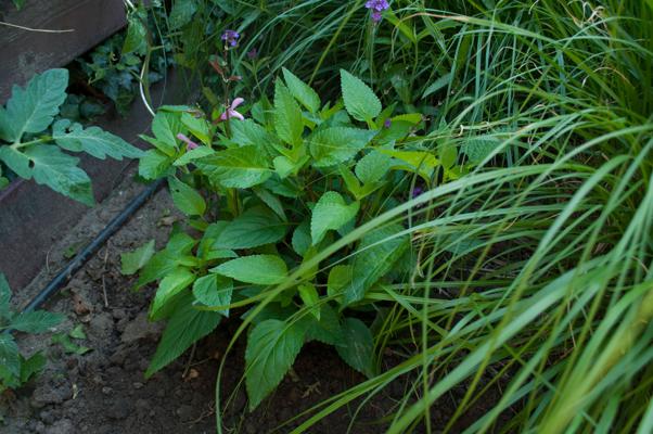 bestand 20200624-103030.JPG