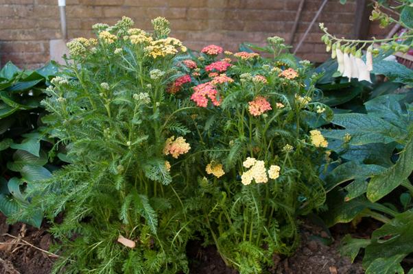 bestand 20200624-103150.JPG