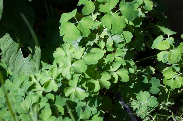 bestand 20200702-110959.JPG