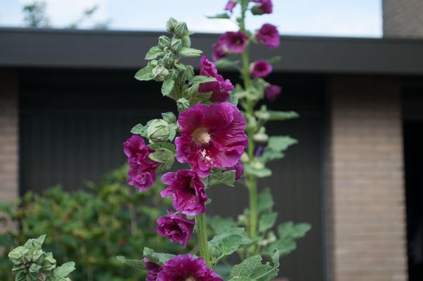 bestand 20200703-105658.JPG