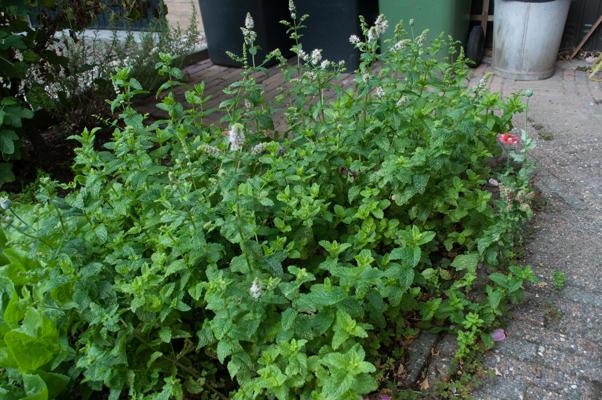 bestand 20200703-105730.JPG