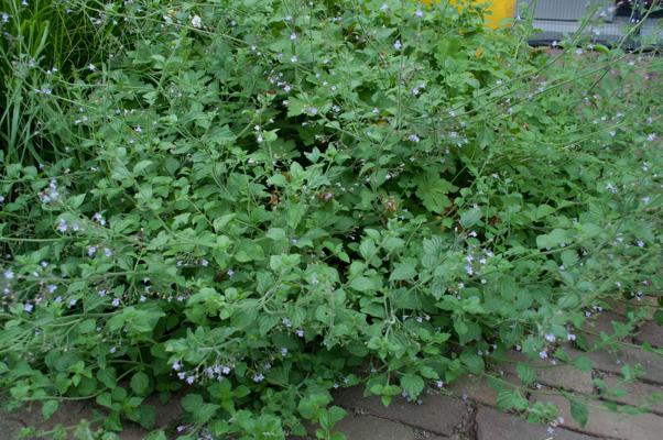 bestand 20200703-110312.JPG