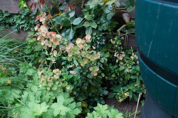 bestand 20200703-110329.JPG