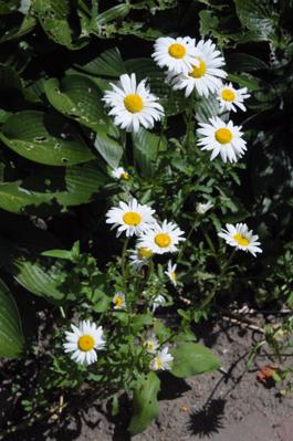 bestand 20210613T140654.JPG