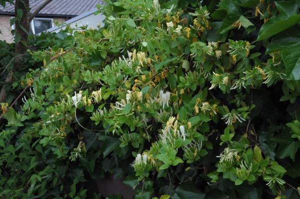 bestand 20210617T123056.JPG