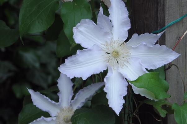 bestand 20210617T123136.JPG